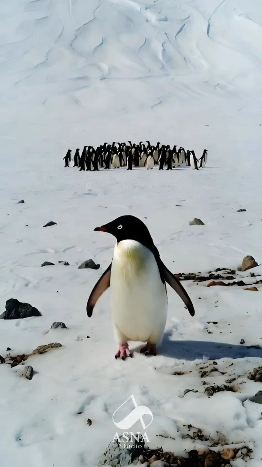 پنگوئن آدلی